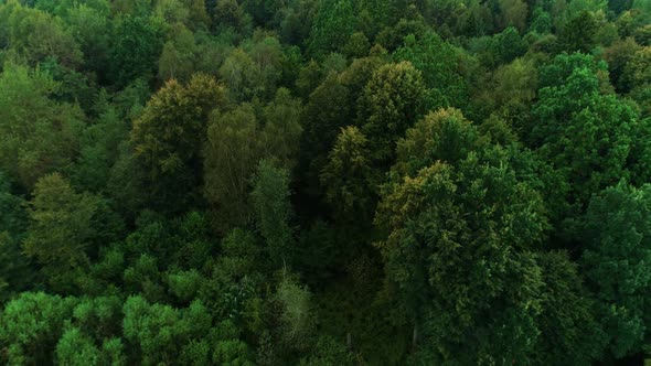 The North European Forest