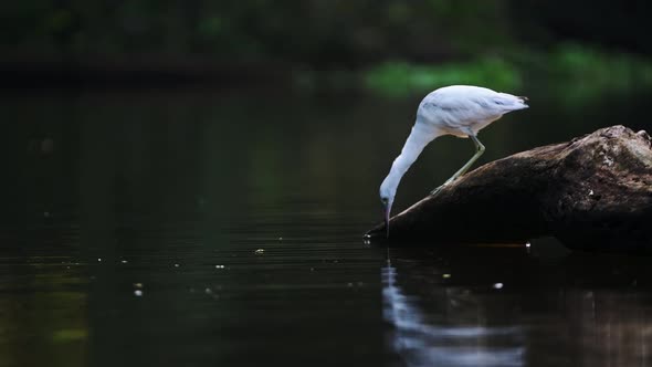 Little Blue Heron (egretta caerulea), Fishing in a River Catching Fish, Costa Rica Birds and Wildlif alt