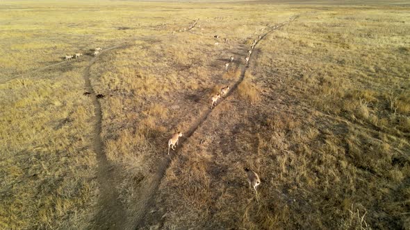Wild Saiga Antelope Running. Herd of Antelope Running on Steppes To River.  Hdr Slow Motion alt