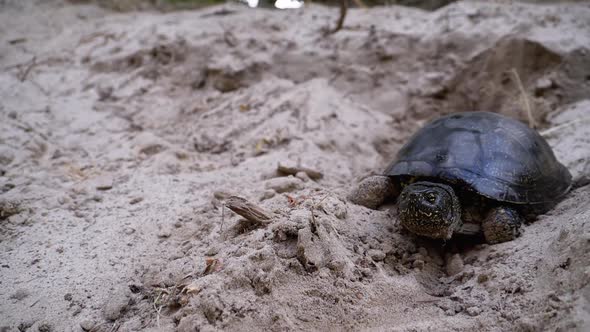 River Turtle Crawling on Sand To Water Near Riverbank. Slow Motion ...