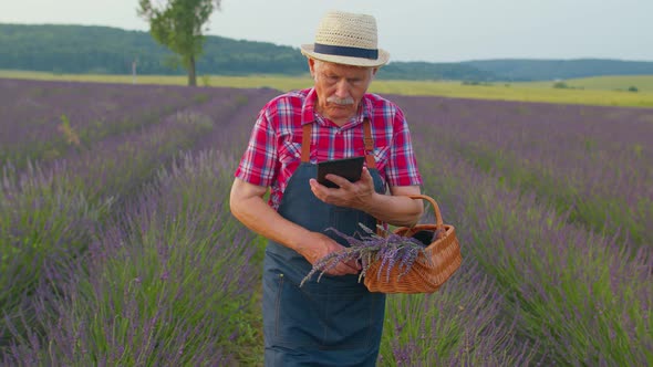 Senior Farmer Grandfather in Field Growing Lavender Holding Digital Tablet and Examining Harvest alt