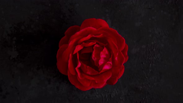 Stop Motion Animation with Rose Turns in Perfume Spray Bottle on Dark Background