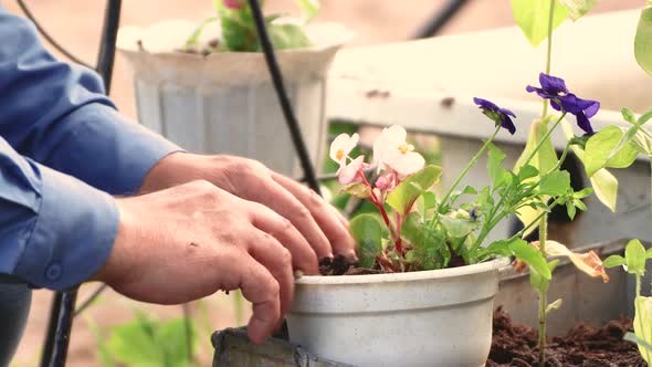 Male Hands Plant a Flower on a Flower Bed in a Pot Closeup alt