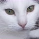 An Adult White Cat with Gray Spots Lies on the Couch and is Closely Watching Something Licks Its - VideoHive Item for Sale