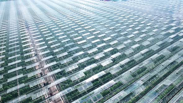 Industrial Greenhouses Abstaract Panorama Aerial Flight, Green Sprouts, Sun and Sky Reflected in alt