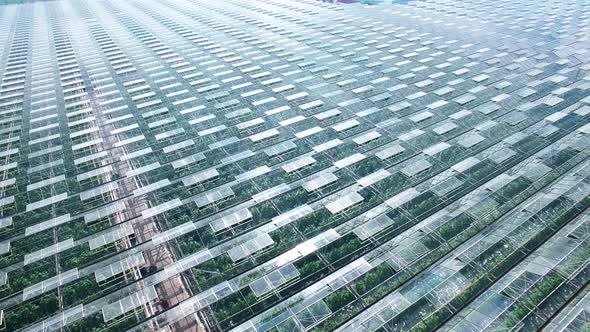 Industrial Greenhouses Abstaract Panorama Aerial Flight, Green Sprouts, Sun and Sky Reflected in