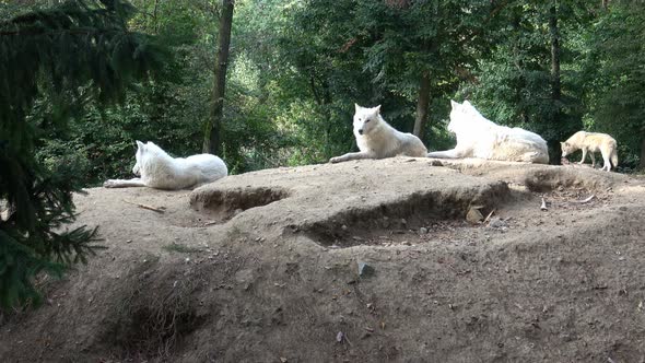 Arctic wolf (Canis lupus arctos), also known as the white wolf or polar wolf