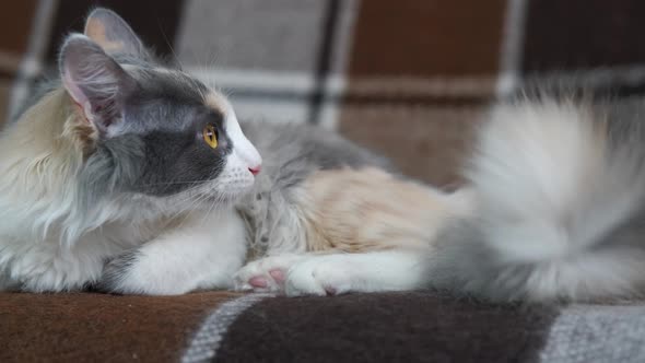 Fluffy cat in the bed. alt