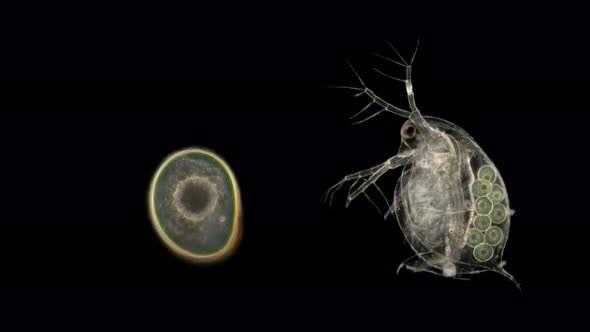 Daphnia Pulex Under the Microscope alt
