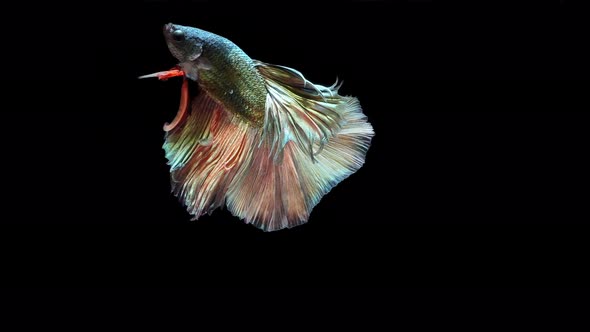 Multi-color Siamese fighting fish alt