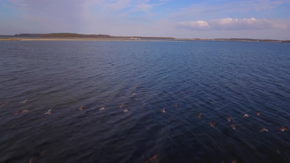 Camera Fly Over A Flock Of Geese Take Off From The Shore. The Water Is Calm