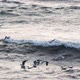 Seagulls are playing with big waves in slow motion - VideoHive Item for Sale