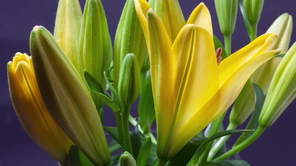 Timelapse of Lilies Flower Blooming on Black Background Close Up alt