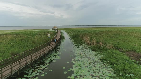 People on bridge in the middle of mangrove swamp. Lily pads on water. Aerial fen alt