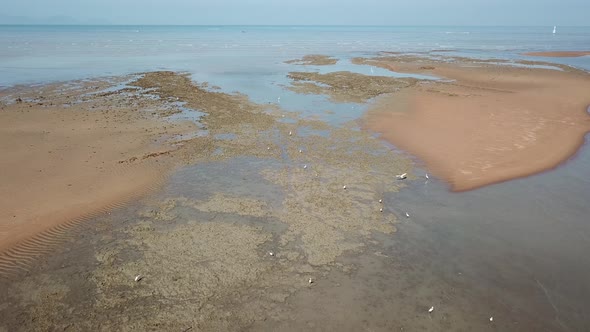 Egrets bird search at muddy  alt