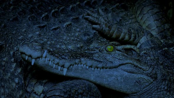 Crocodile Resting Next To Mother In The Evening alt