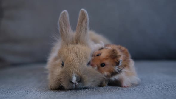 Cute Pets Rabbit and Hamster Sit Side By Side on the Couch