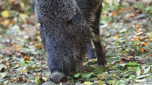 Chacoan peccary (Catagonus wagneri) eats leaves