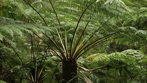 Large fern tree located in the lush Great Otway Ranges National Park, Victoria, Australia. PAN UP SH alt