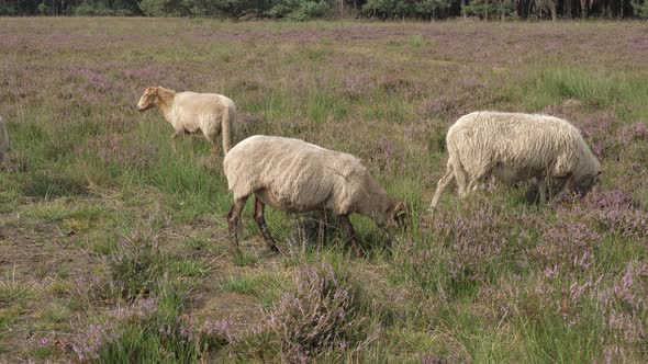Herd of sheep grazing at the purple blooming heather in the Netherlands alt