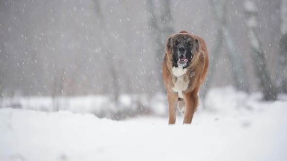 Caucasian Shepherd Dog Running Outdoor In Snowy Field At Winter Day. Slow Motion, Slo-Mo alt
