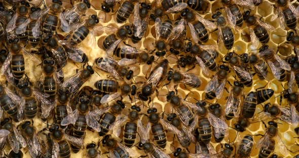 |European Honey Bee, apis mellifera, Bees on a wild Ray, Bees working on Alveolus alt