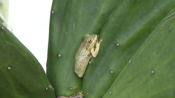  Green Tree Frog On A Cactus Leaf  alt