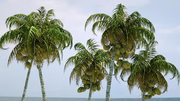 Coconut Trees Against The Sky