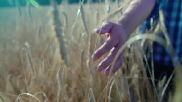 The farmer's hand slowly touches the grain of wheat.