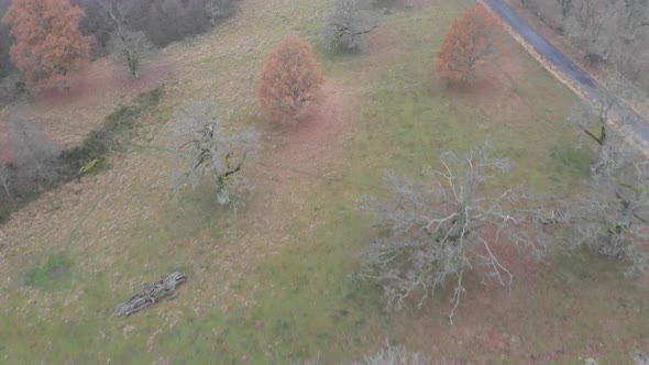 Flying Over Bare Oak Trees During in a Field Winter No Snow Aerial