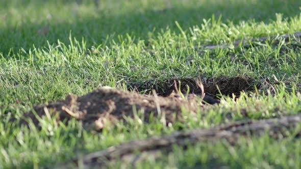 UHD Groundhog ducks back into its tunnel and then pokes his head back out carefully alt