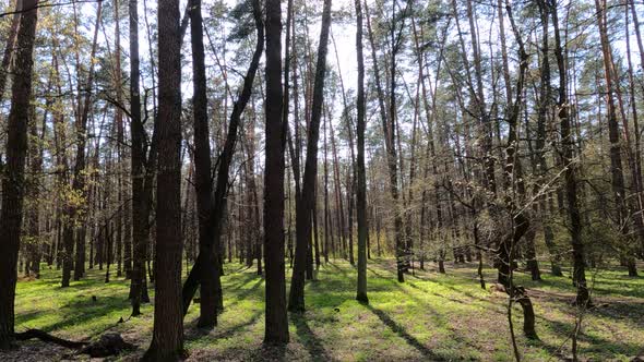 Walking Through the Forest with Pine Trees During the Day POV Slow Motion alt