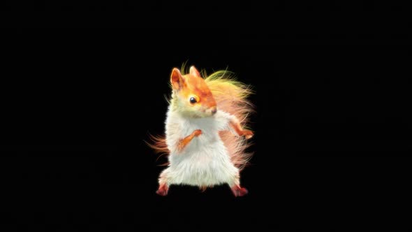 70 White Squirrel Dancing HD alt