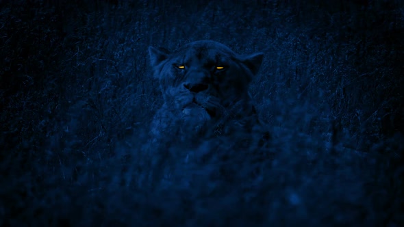 Glowing Eyes Female Lion Turns Around In Long Grass At Night, Stock Footage