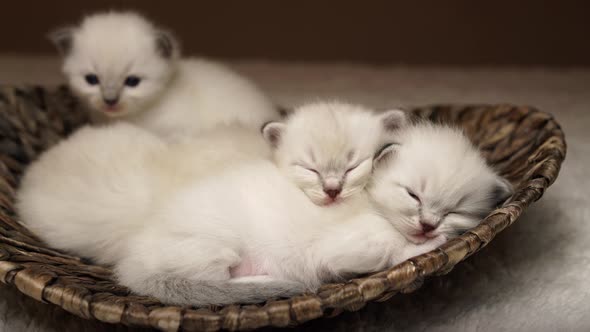 Sleeping Baby Cats