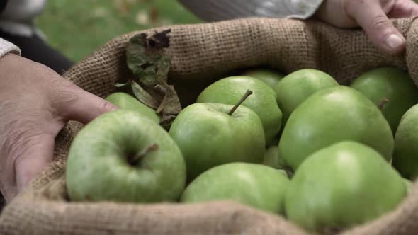Hands lifting sack of ripe green apples close up shot alt