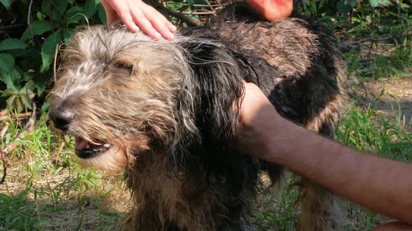 Man washes dog with comb summer backyard. Pet taking bath against fleas ticks Hands combing wet fur alt