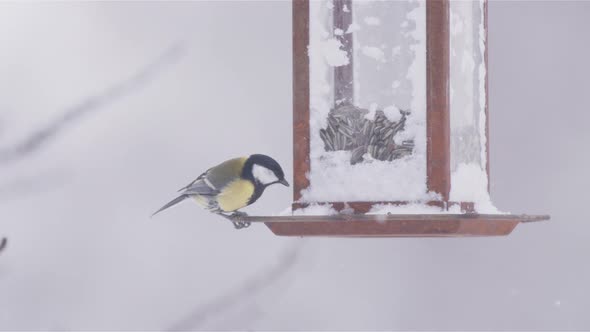 Great tit on bird feeder grabs seed, flies, snowy winter in Sweden, slow motion alt