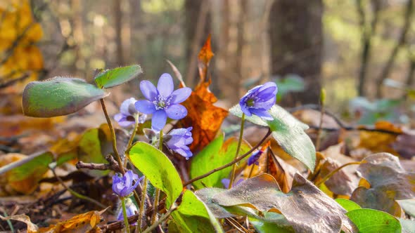 Flowers liverwort wake up in the morning, time-lapse alt