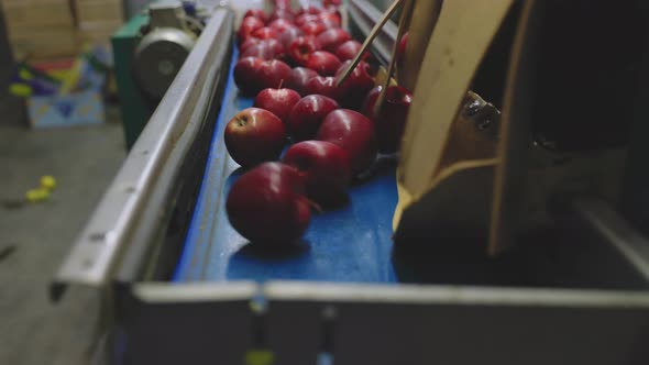 Apples on the Line for Their Selection alt