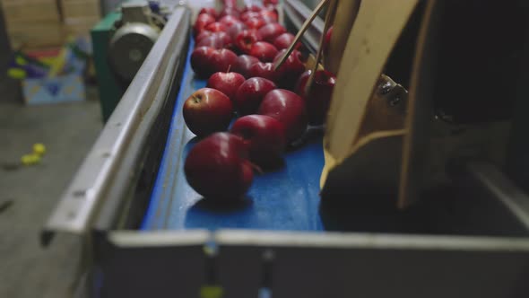 Apples on the Line for Their Selection