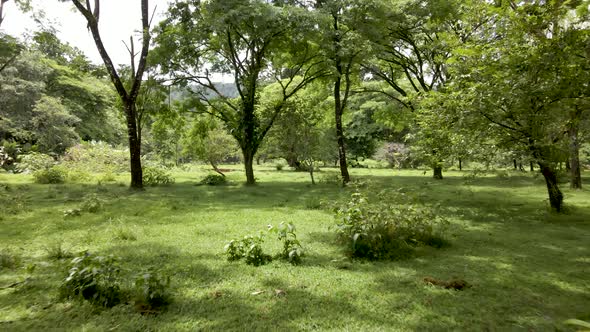 Beautiful drone shot flying through trees in a jungle in Costa Rica alt