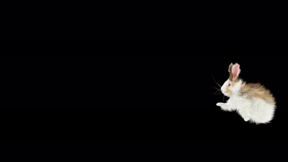 61 Rabbit Twist Flip 4K alt