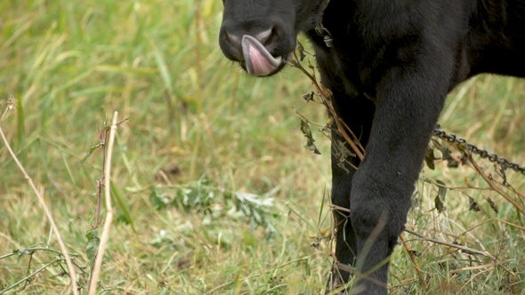 Black bull's head closeup on a green meadow, slow motion