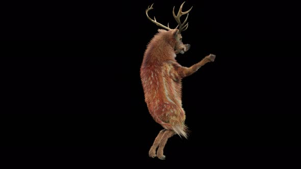45 Deer Dancing 4K alt