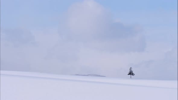 Tree and Branch stand with snow in winter alt