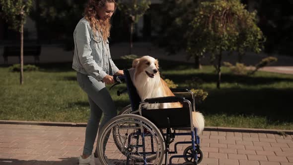 A Girl Carries a Dog in a Wheelchair Helping Loved Ones the Concept of Helping People with alt