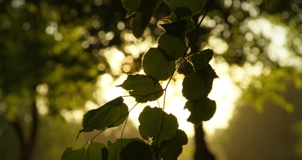Green Leaves with Sun and Lens Flare alt