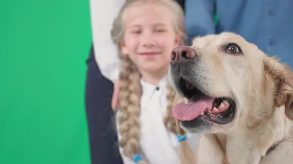 Portrait of Golden Labrador Dog with Girl and Man and Woman on Green Screen Chrome Key alt