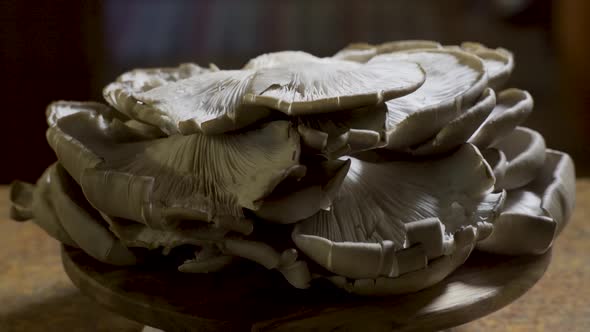 Oyster mushrooms upside down so you can see the lung like look of the underside while they rotate sl alt